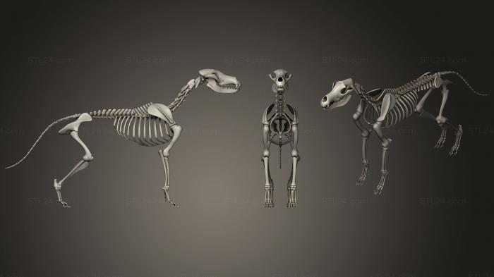 Анатомия скелеты и черепа (Скелет собаки, ANTM_0389) 3D модель для ЧПУ станка